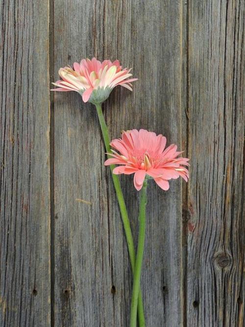 PINK GERBERAS